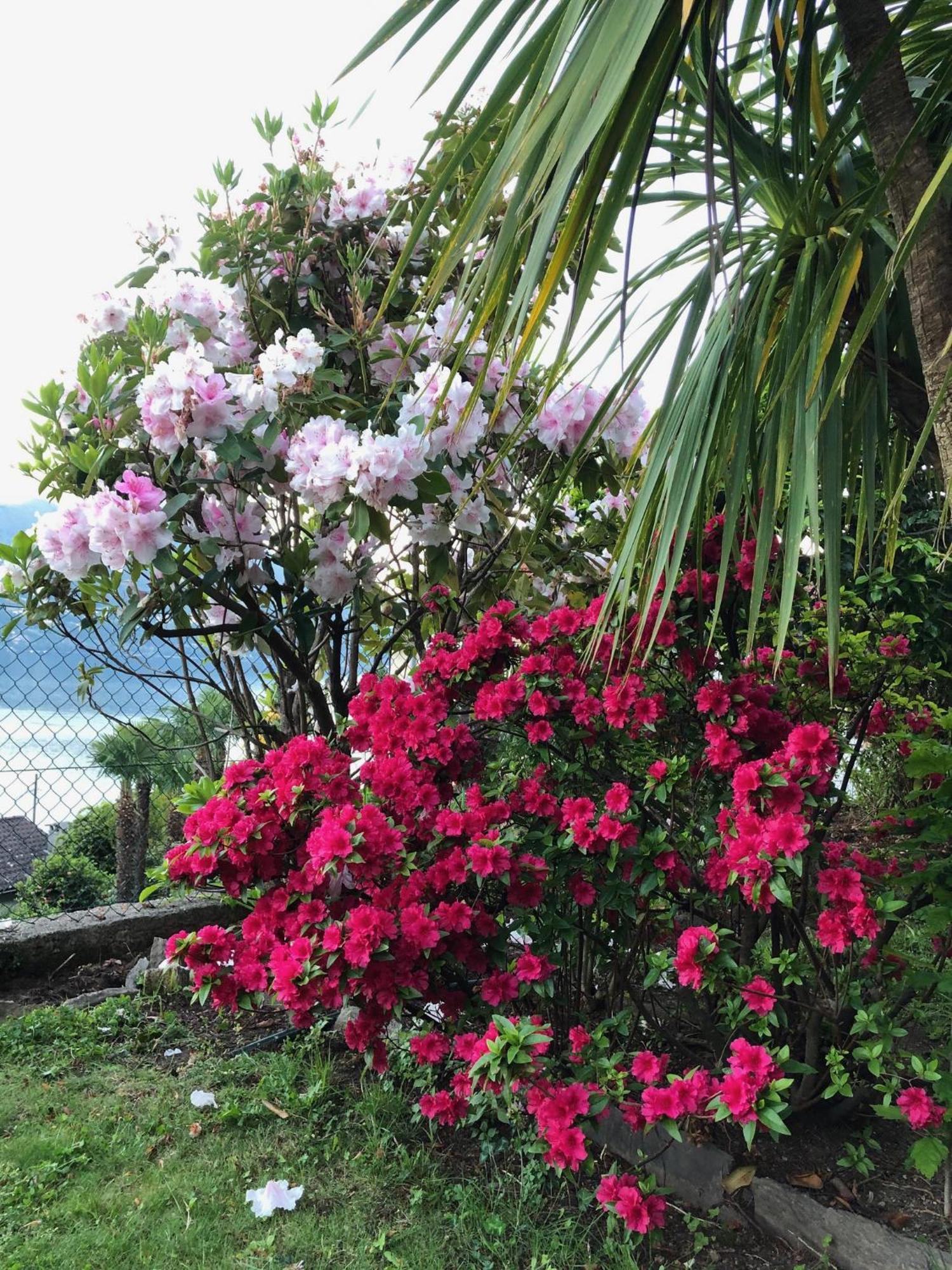 Casa Concerto B&B บริสซาโก ภายนอก รูปภาพ